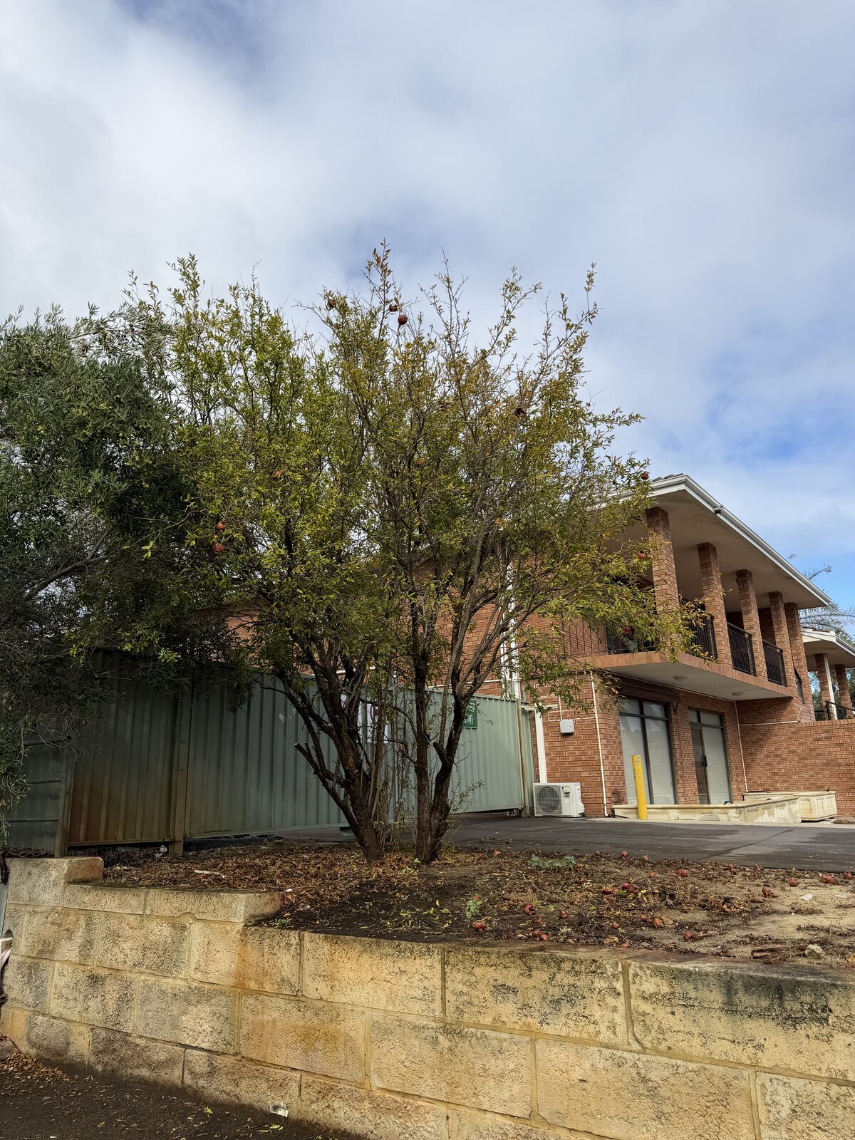 Tree trimming and clearance at a commercial building