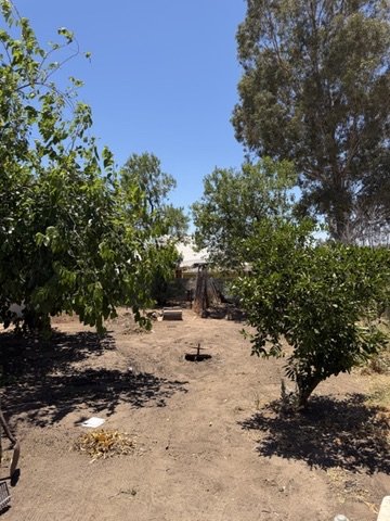 Cleared garden bed with trees and open space