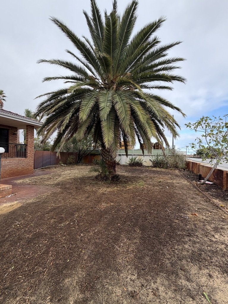 Tidy palm tree after fronds were cut and removed