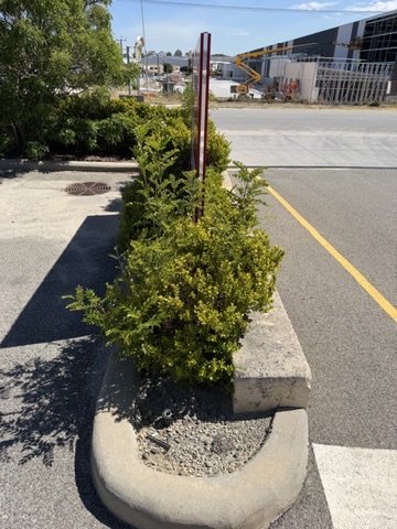 Overgrown shrubs in a kerbside garden bed at the commercial site